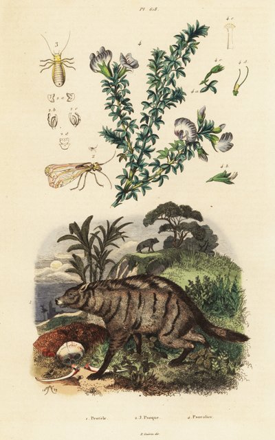 Aardwolf, Arabian Pea and Louse by Adolph (after) Fries