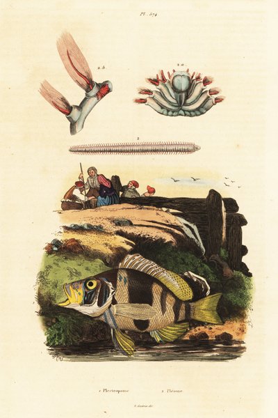 Barred hamlet and sea mice by Adolph (after) Fries