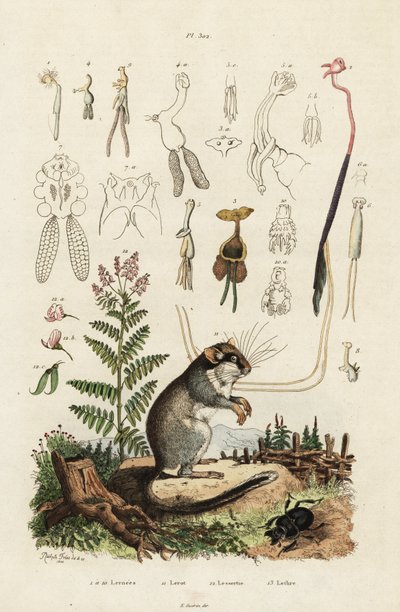 Dormouse, copepods and beetle by Adolph (after) Fries