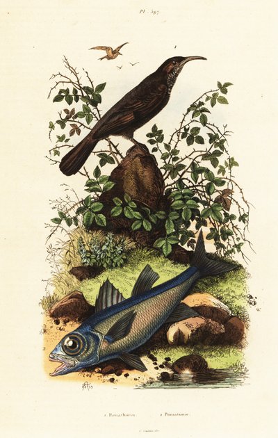 Grey-Crowned Babbler and Black Cardinal Fish by Adolph (after) Fries