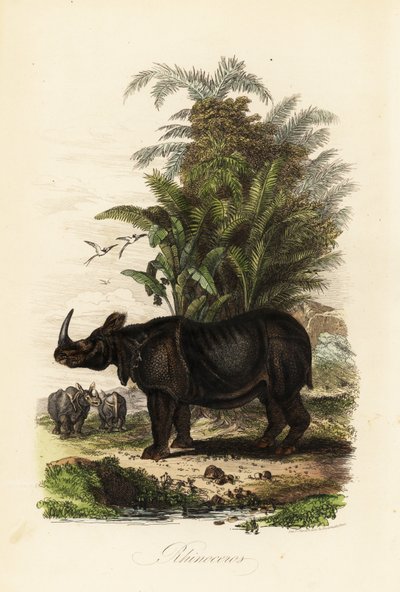 Indian Rhinoceros by Adolph (after) Fries