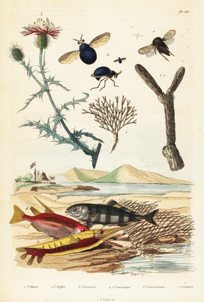 Knapweed, fish and beetle flies by Adolph (after) Fries