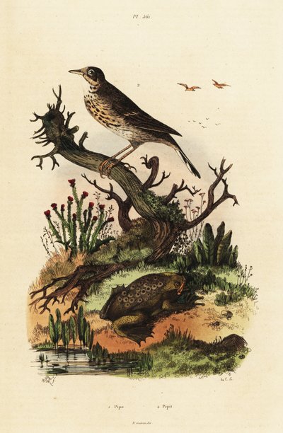 Meadow pipit and Suriname toad by Adolph (after) Fries