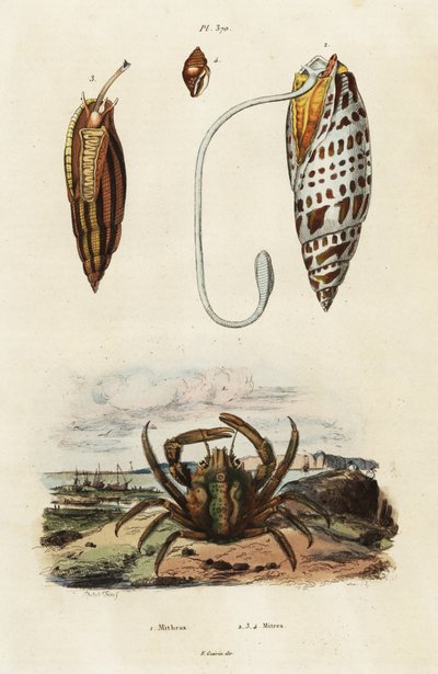 Mitre shells and green clinging crab by Adolph (after) Fries