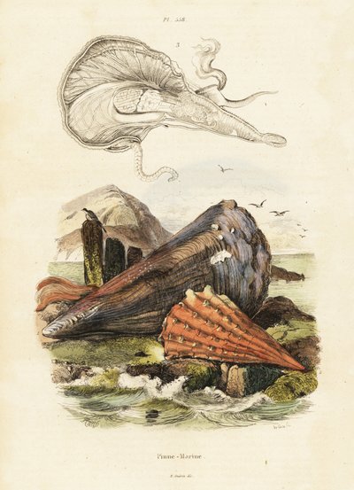 Pen shells or fan mussels by Adolph (after) Fries
