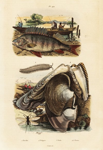 Perch, pearl oyster, velvet worm and lacewing by Adolph (after) Fries
