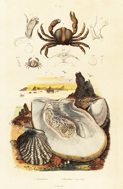 Pin Crabs and Pearl Oyster, 1834-1839 (engraving) by Adolph (after) Fries