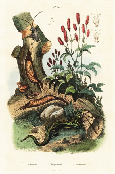Salamander, Beetle and Great Burnet by Adolph (after) Fries