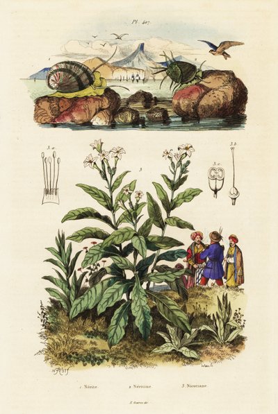 Sea snails and tobacco plant by Adolph (after) Fries