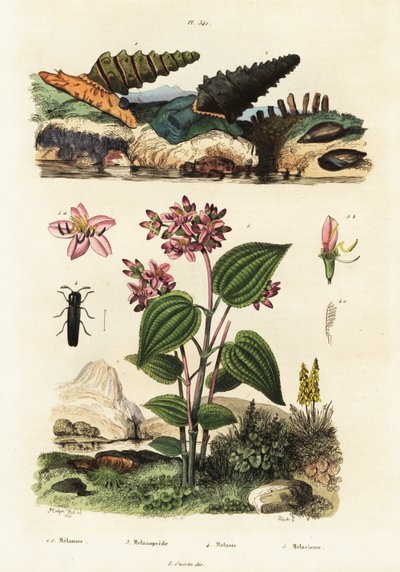 Trumpet snails, soldier beetles and Clidemia by Adolph (after) Fries
