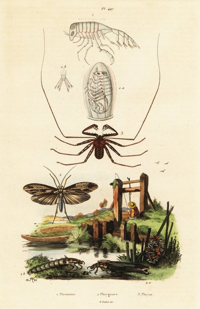 Whip Spider and Caddisfly by Adolph (after) Fries