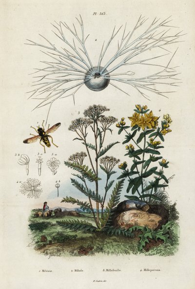 Yarrow, St Johns-wort, foraminifera and hoverfly by Adolph (after) Fries