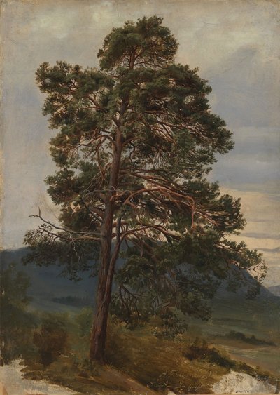 Study of a Pine Tree by Adolph Tidemand