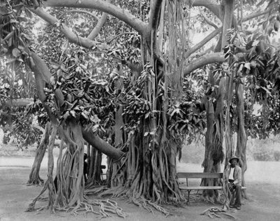 Banyan Tree, Kingston Park, Jamaica, c1905 by Adolphe Duperly and Son