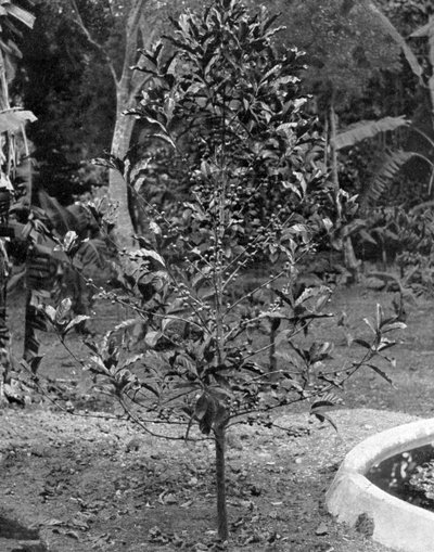 Coffee Tree, Jamaica by Adolphe Duperly and Son