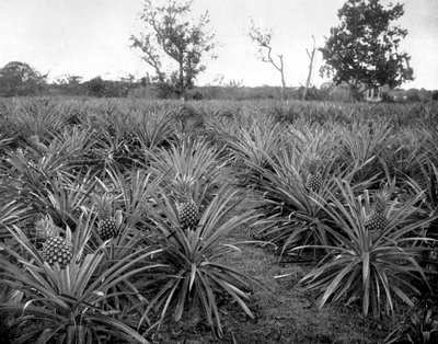 Pineapple grove, Jamaica, c1905 by Adolphe Duperly and Son