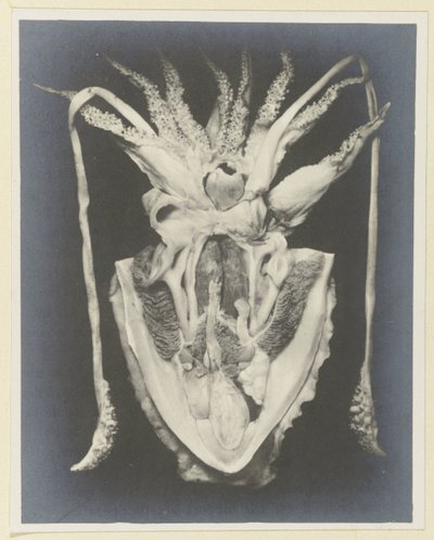 Anatomy of a Squid by Adolphe Louis Donnadieu