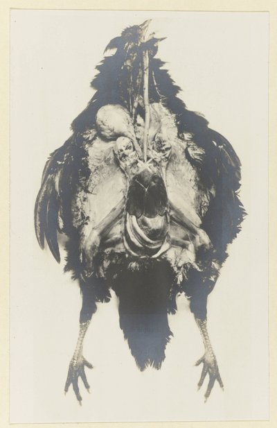 Anatomy of a Chicken by Adolphe Louis Donnadieu