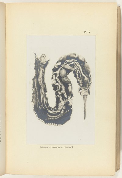 Dissected Adder with Visible Organs by Adolphe Louis Donnadieu