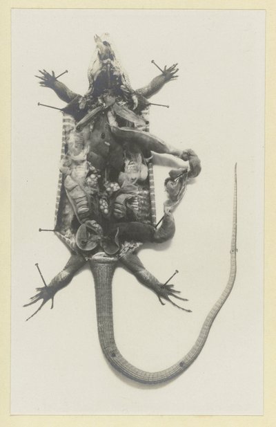 Dissected Green Lizard with Visible Organs by Adolphe Louis Donnadieu