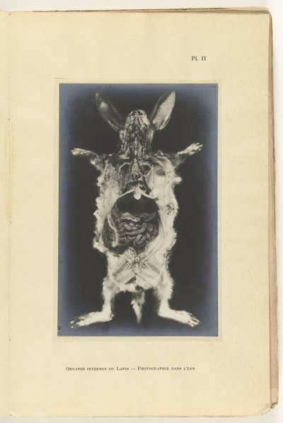 Dissected rabbit with visible organs by Adolphe Louis Donnadieu