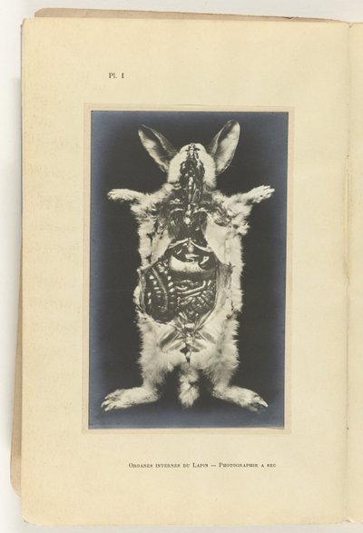 Dissected Rabbit with Visible Organs by Adolphe Louis Donnadieu