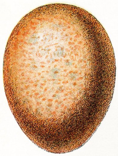 Falcon Egg, 1923 by Adolphe Philippe Millot