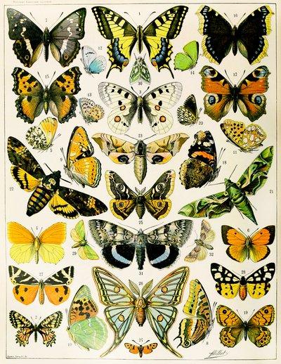 Illustration of Butterflies and Moths by Adolphe Philippe Millot