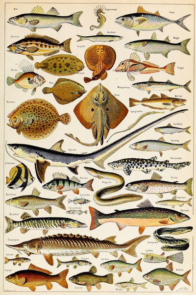 Illustration of Edible Fish c.1923 by Adolphe Philippe Millot