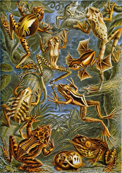 Illustration of Frogs and Toads c.1909 by Adolphe Philippe Millot