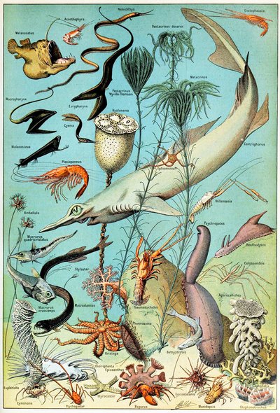 Illustration of a Deep Sea Underwater Scene c.1923 by Adolphe Philippe Millot