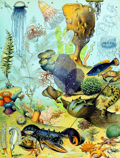 Illustration of an Underwater Scene c.1923 by Adolphe Philippe Millot