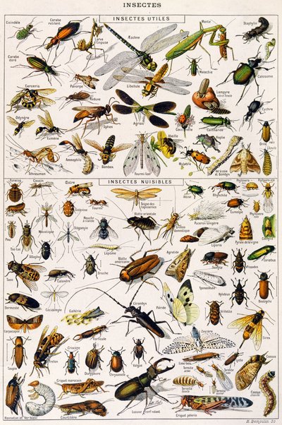 Illustration of useful Insects and insect pests by Adolphe Philippe Millot