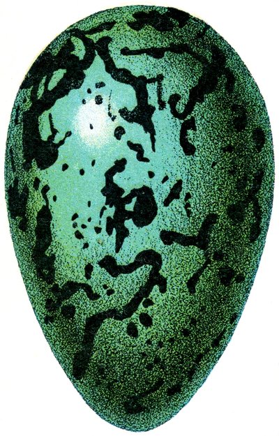 Puffin Egg, 1923 by Adolphe Philippe Millot