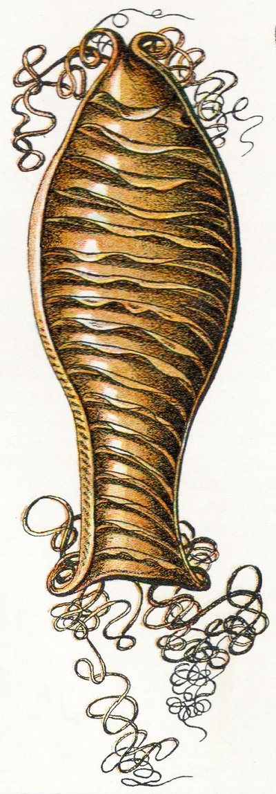 Ridged Egg Case of Catshark, 1923 by Adolphe Philippe Millot