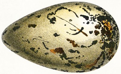 The Egg of a Great Auk, 1923 by Adolphe Philippe Millot