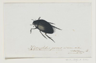 Black Water Beetle by Adriaan van der Willigen