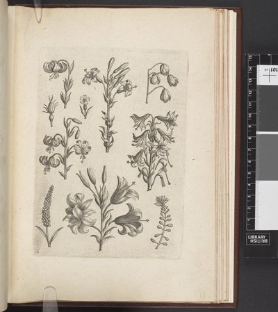 Illustration of plants, 