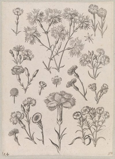 Carnation by Adriaen Collaert