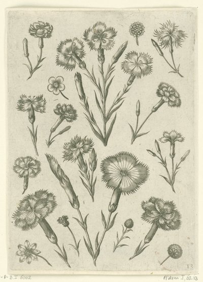 Various Carnations by Adriaen Collaert