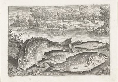 Three Carps on a Bank (Fishes) by Adriaen Collaert