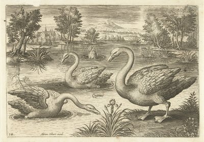 Three Swans in a Pond (Birds) (Avivm Vivae) by Adriaen Collaert