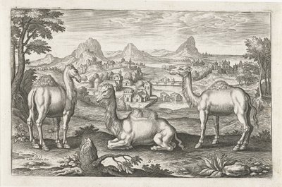 Dromedaries and a Camel by Adriaen Collaert
