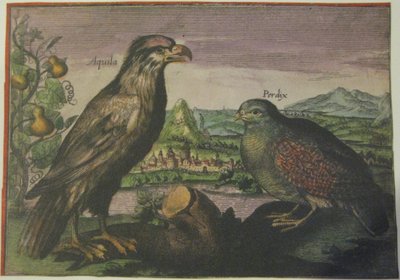 Eagle and Partridge by Adriaen Collaert