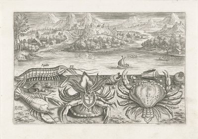Some Shellfish on the Beach (series title) Piscivm vivae icones (series title) by Adriaen Collaert