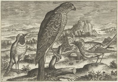 Several Birds in a Landscape (Birds) by Adriaen Collaert