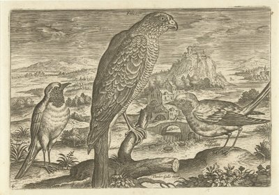 Some Birds in a Landscape by Adriaen Collaert
