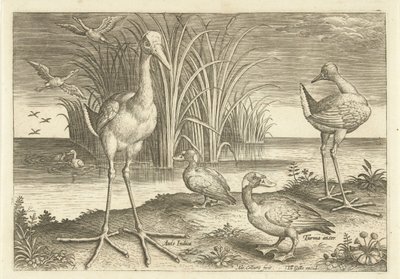 Some Waterfowl on a Shore Birds (series title) by Adriaen Collaert