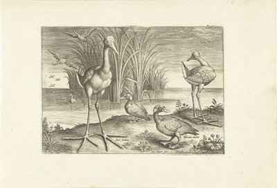 Some Waterfowl on a Shore by Adriaen Collaert