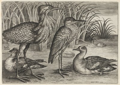 Sawbill, Bittern, Heron and Teal by Adriaen Collaert